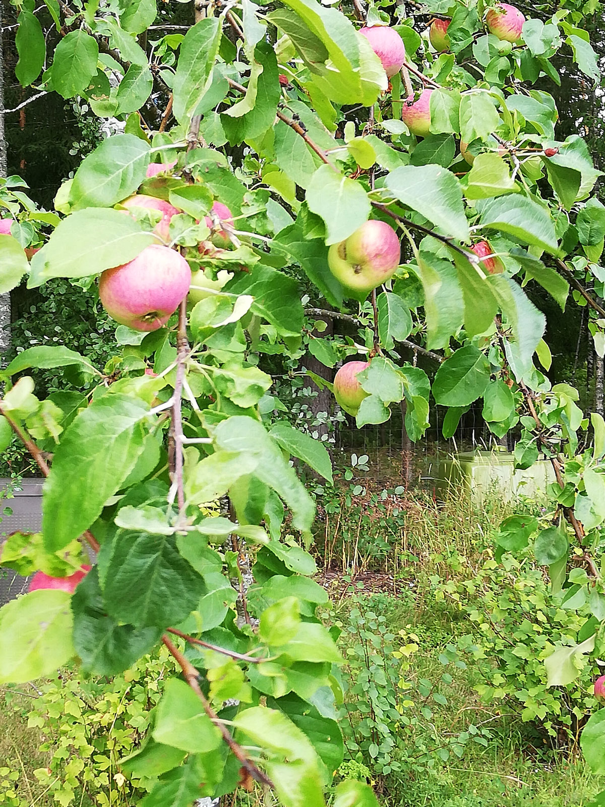 Kypsät omenat omenapuussa